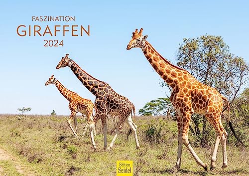Edition Seidel Premium Kalender Faszination Giraffen 2024 Format DIN A3 Wandkalender Tierkalender Afrika Südafrika Kenia Serengeti Steppe Savanne Giraffe Bullen Kühe Wildtiere von Edition Seidel