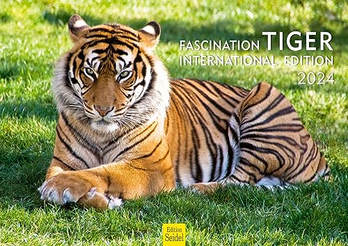 Edition Seidel Premium Kalender Faszination Tiger International 2024 Format DIN A3 Wandkalender Tierkalender Afrika Tier Wildtier Raubtier Großkatze Katze von Edition Seidel