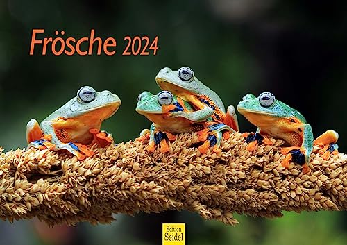 Edition Seidel Premium Kalender Frösche 2024 Format DIN A3 Wandkalender Fröschekalender Weltweit Tiere Frosch Kröte Amphibien von Edition Seidel