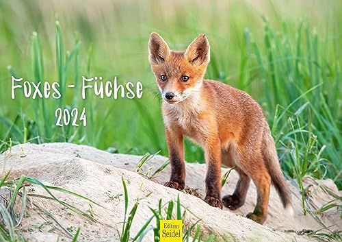 Edition Seidel Premium Kalender Füchse 2024 Format DIN A3 Wandkalender Tierkalender Fuchskalender Fuchs Tiere Wildtiere Waldtiere von Edition Seidel