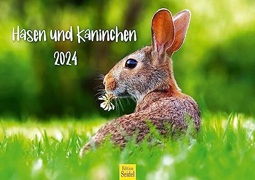 Edition Seidel Premium Kalender Hasen und Kaninchen 2024 Format DIN A3 Wandkalender Tierkalender Weltweit Mümmler Wildtiere Waldtiere Haustiere von Edition Seidel