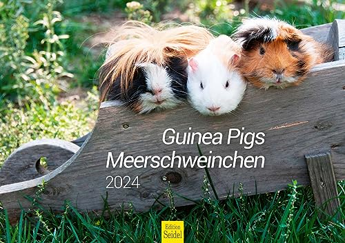 Edition Seidel Premium Kalender Meerschweinchen 2024 Format DIN A3 Wandkalender Tierkalender Tier Haustier Meerschwein Nager von Edition Seidel