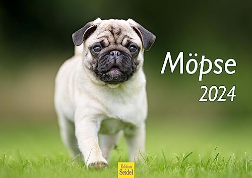 Edition Seidel Premium Kalender Möpse 2024 Format DIN A3 Wandkalender Hundekalender Weltweit Mops Hund Welpe Hunderasse Haustier von Edition Seidel