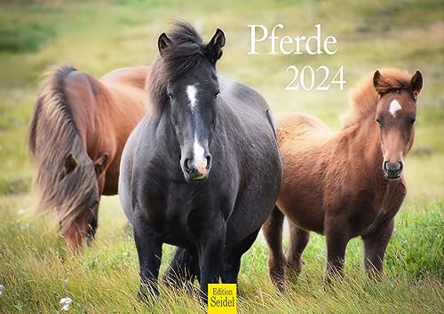 Edition Seidel Premium Kalender Pferde 2024 Format DIN A4 Wandkalender Pferdekalender Fohlen Stute Hengst Pony Tiere von Edition Seidel