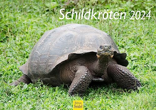 Edition Seidel Premium Kalender Schildkröten 2024 Format DIN A3 Wandkalender Tierkalender Weltweit Schildkröte Kriechtiere Reptilien Wildtiere von Edition Seidel