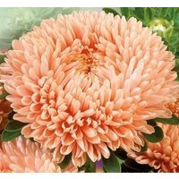 Aster Blumensamen Apricot Jahre Aus Der Ukraine von Elenaseeds