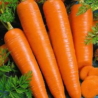 Karottensamen Vita Longa Erbstück Gemüsesamen von Elenaseeds