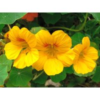 Nasturtium Golden Shine Blumensamen von Elenaseeds