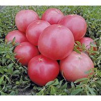 Tomatensamen Von Tausenden Gemüsesamen Aus Der Ukraine von Elenaseeds