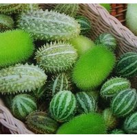 Dekorative Gurkenmischung Essbare Blumen 0, 3G/20 Samen - Cucumis Gmo Free von EuroGardenStore