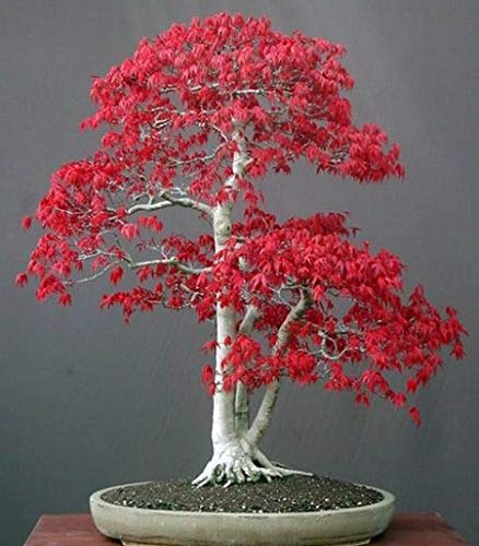 Acer palmatum - Roter Fächerahorn - Bonsai - 10 Samen von Exotic Plants