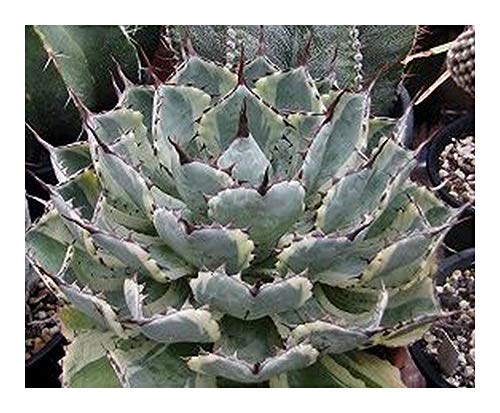 Agave potatorum - Schmetterling Agave - 10 Samen von Exotic Plants