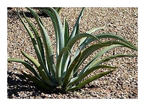 Agave vilmoriniana - Oktopus Agave - 10 Samen von Exotic Plants