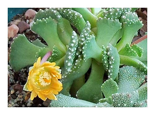 Aloinopsis malherbei - Mesembs - 10 Samen von Exotic Plants