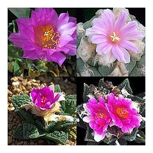 Ariocarpus Mix - Kaktus - Kakteen - 10 Samen von Exotic Plants