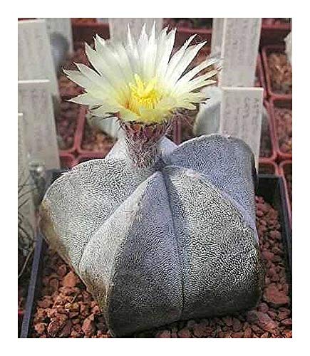 Astrophytum coahuilense - Kakteen - 10 Samen von Exotic Plants