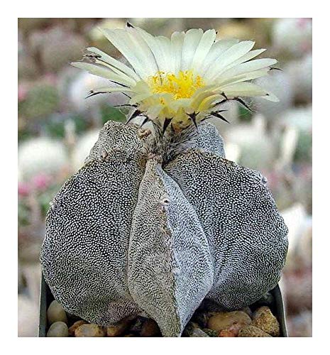 Astrophytum myriostigma v. potosinum - Kakteen - 15 Samen von Exotic Plants