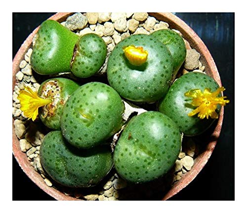 Conophytum novicium - Mesemb - 10 Samen von Exotic Plants