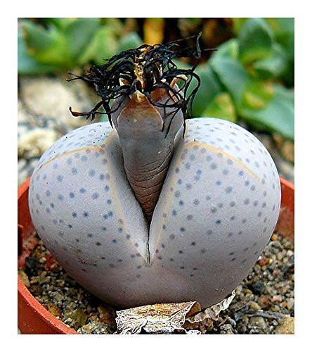 Dinteranthus wilmotianus - Sukkulente - 10 Samen von Exotic Plants