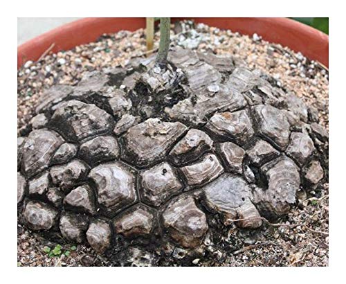 Dioscorea mexicana - Testudinaria - 3 Samen von Exotic Plants