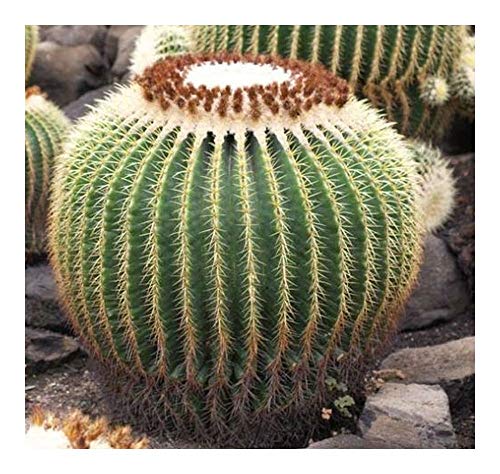 Echinocactus grusonii - Schwiegermutterstuhl - Goldkugelkaktus - 10 Samen von Exotic Plants