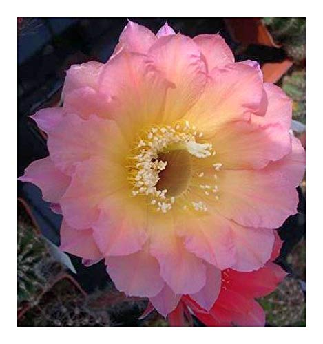 Echinopsis Cantora x Schick x Rheingold - Echinopsis Hybriden Mix - 10 Samen von Exotic Plants