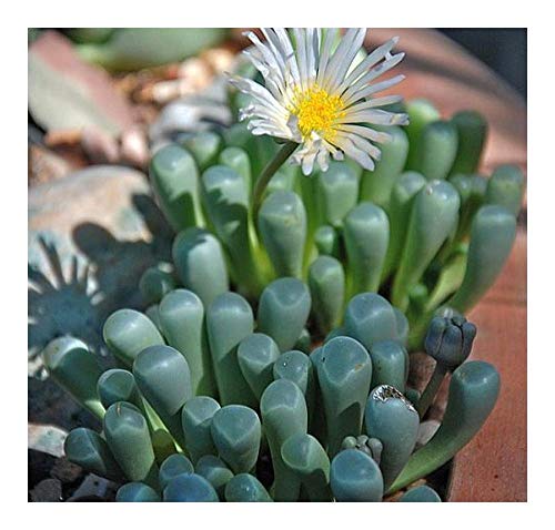 Fenestraria aurantiaca - Fenestraria - 10 Samen von Exotic Plants