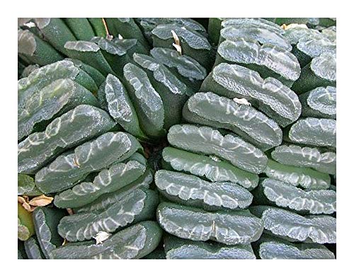 Haworthia truncata - Sukkulente - 2 Samen von Exotic Plants