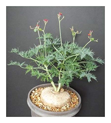 Jatropha augustii - Caudexpflanze - 1 Samen von Exotic Plants