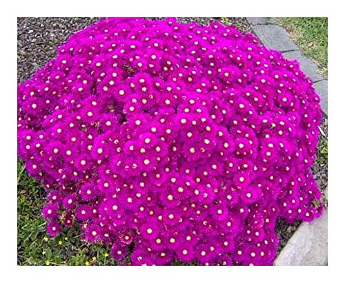 Lampranthus multiradiatus - Lampranthus - 10 Samen von Exotic Plants