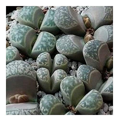 Lithops helmutii - Lebende Steine - Mesembs - 10 Samen von Exotic Plants