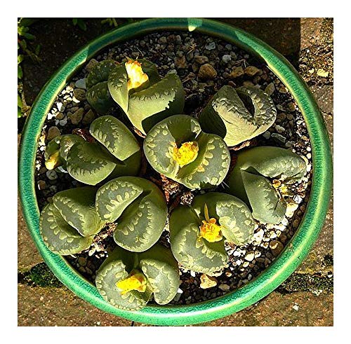 Lithops otzeniana - lebender Stein - 10 Samen von Exotic Plants