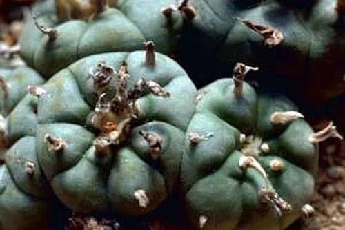 Lophophora williamsii v Bernalecho - Peyote - 3 Samen von Exotic Plants