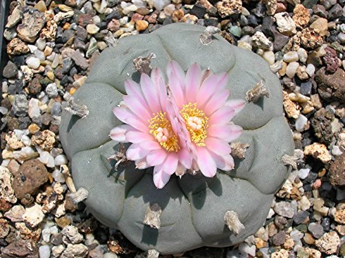 Lophophora williamsii v Calabasicall - Peyote - 3 Samen von Exotic Plants