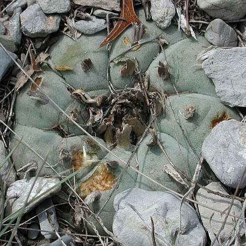 Lophophora williamsii v El Oso - Peyote - 10 Samen von Exotic Plants