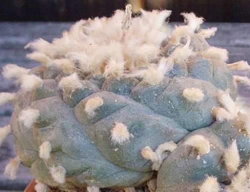 Lophophora williamsii v Est. Catorce - Peyote - 10 Samen von Exotic Plants