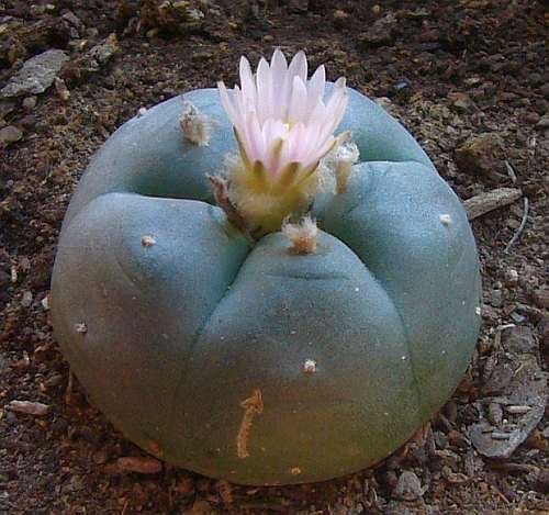 Lophophora williamsii v Las Coloradas - Peyote - 10 Samen von Exotic Plants