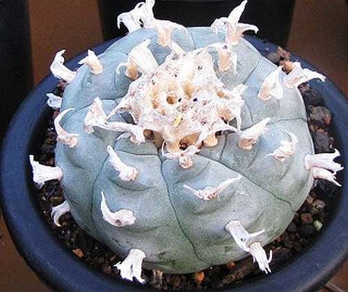 Lophophora williamsii v Loma de Verde - Peyote - 3 Samen von Exotic Plants