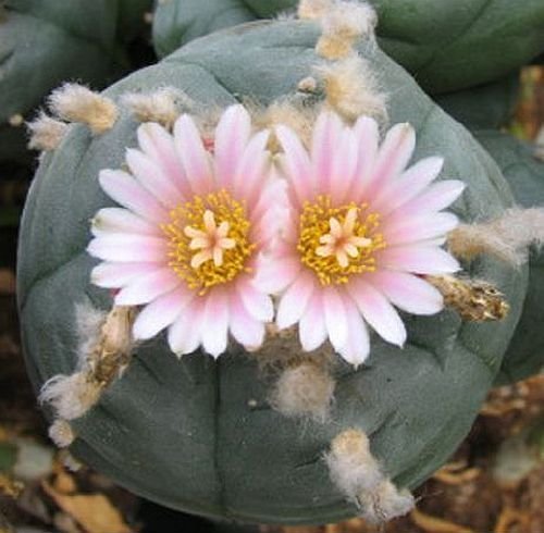 Lophophora williamsii v Mazapil - Peyote - 10 Samen von Exotic Plants