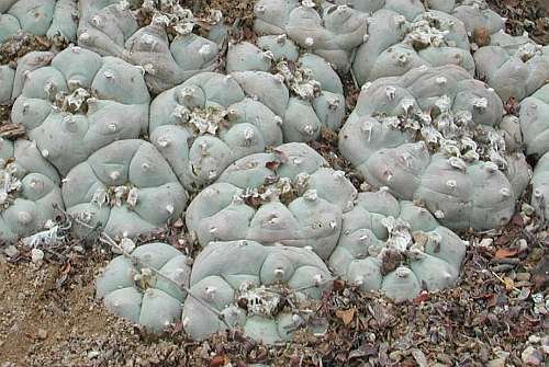 Lophophora williamsii v San Antonio - Peyote - 10 Samen von Exotic Plants