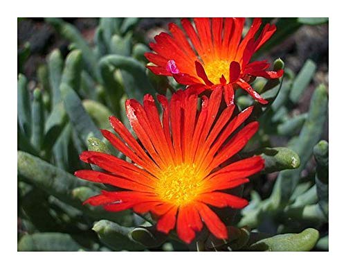 Malephora crocea var crocea - Kupfer Mesembryanthemum - 10 Samen von Exotic Plants