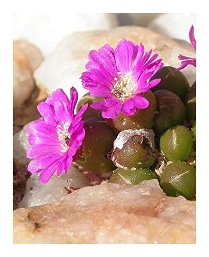 Oophytum oviforme - Mesembryanthemum - 15 Samen von Exotic Plants