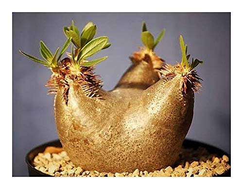 Pachypodium horombense - Caudexpflanze - 3 Samen von Exotic Plants