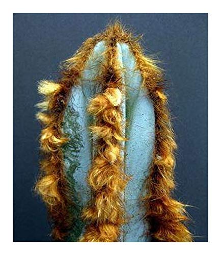 Pilosocereus fulvilanatus - Blauer Säulenkaktus - 10 Samen von Exotic Plants
