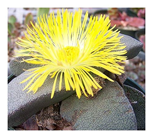 Pleiospilos simulans - lebender Granit - 10 Samen von Exotic Plants