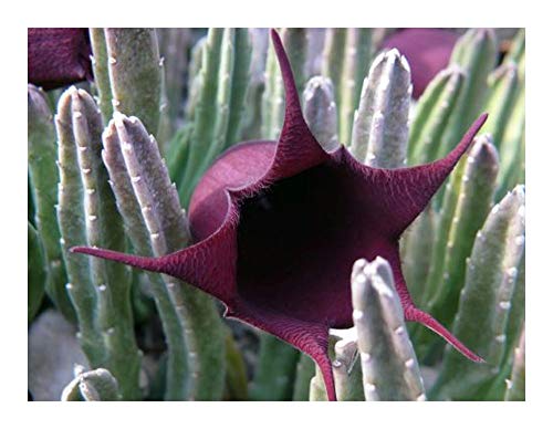 Stapelia leendertziae - Seestern Kaktus - 3 Samen von Exotic Plants