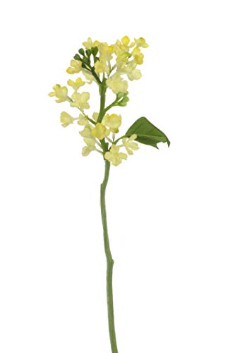 Express Flor Künstliche Blumen, Zitronenbaum, 33 cm von Express Flor