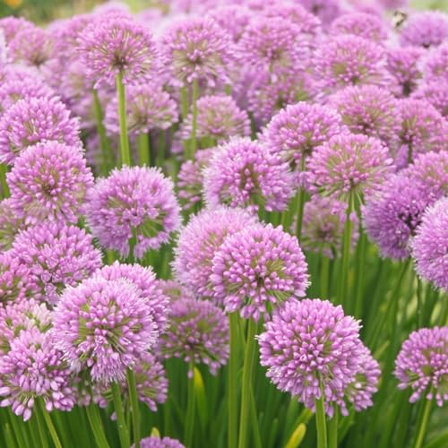 Allium Zwiebeln-Winterhart MehrjäHrig,Allium Giganteum Zwiebeln Winterhart,Allium Giganteum Zwiebeln,Einfach Zu Pflanzen,Zuverlässiger Verkäufer-15zwiebeln-c von FKGNQS