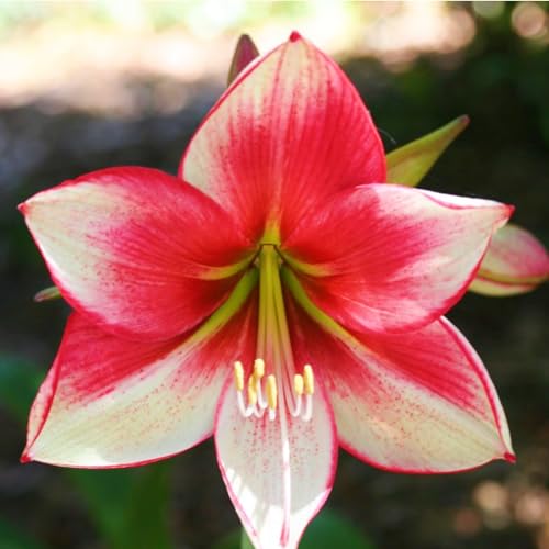 Amaryllis Zwiebeln-Winterhart MehrjäHrig,Amaryllis Zwiebel Winterhart,Amaryllis Zwiebel,Amaryllis Pflanze,Bonsai Pflanze,Einfach Zu Pflanzen-5zwiebeln-a von FKGNQS