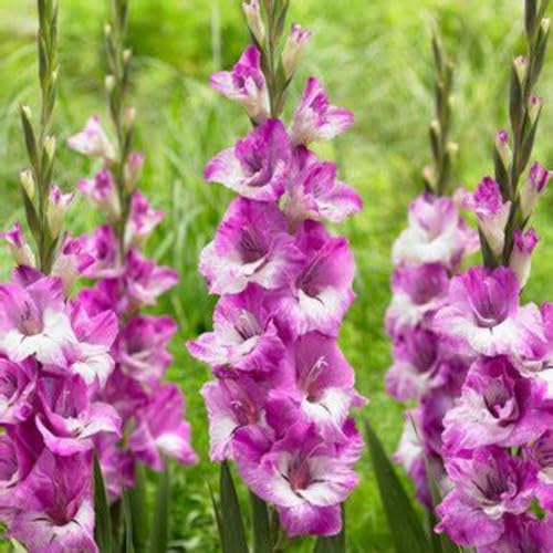 Gladiolenknolle-Winterhart MehrjäHrig,Gladiolen Knollen,Gladiolen Blumenzwiebeln,Gladiolen Zwiebel,Gladiolen Zwiebeln Winterhart,Bonsai Pflanze,Einfache Wartung-15zwiebeln-e von FKGNQS